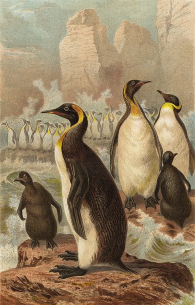 ジャイアントペンギン 作： European School